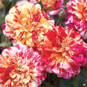 All American Magic&#8482; Rose Bareroot