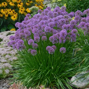 Allium Millenium qt