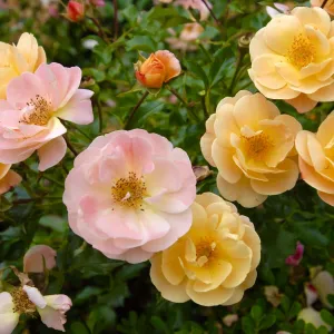 Amber Flower Carpet Groundcover Rose