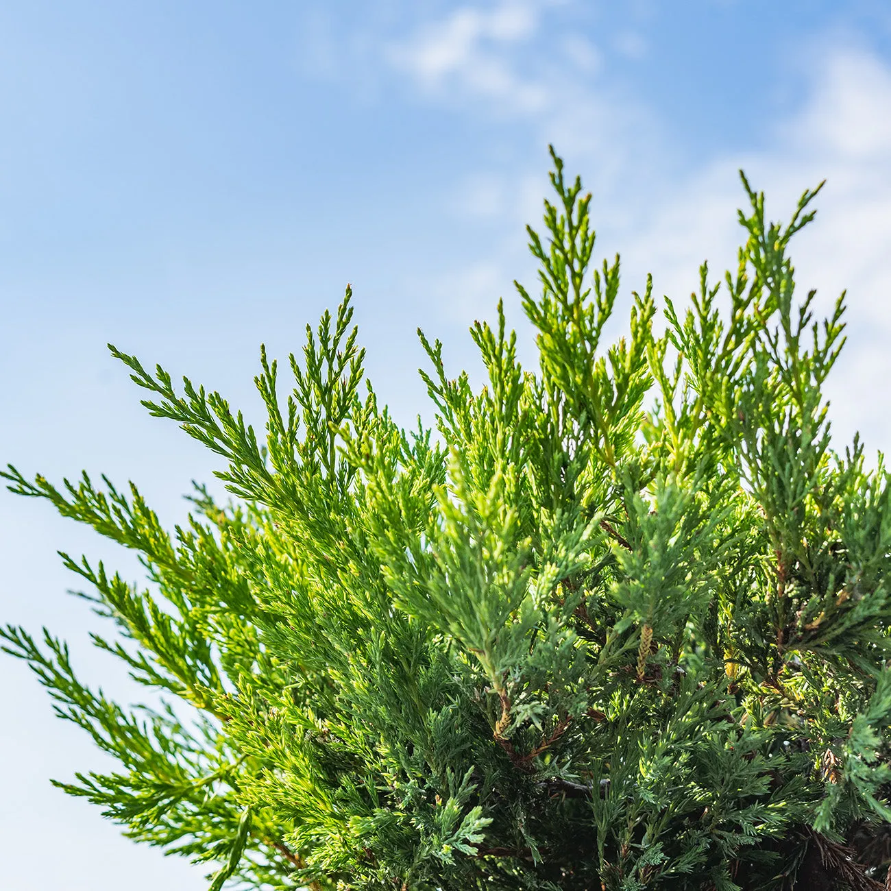 Andorra Juniper Shrub