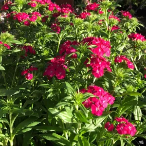 Annual Dianthus