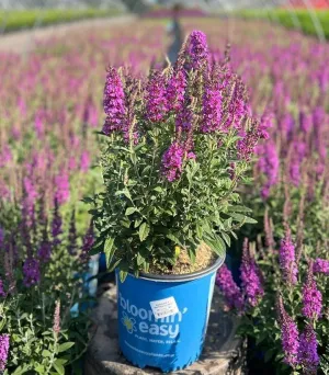 Birthday Cake™ Butterfly Bush