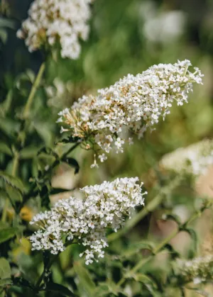 Buddleia davidii Nanho White AGM