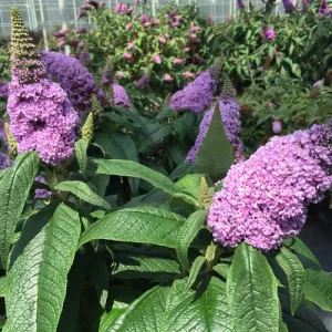 Buddleia Pugster® 'Amethyst'