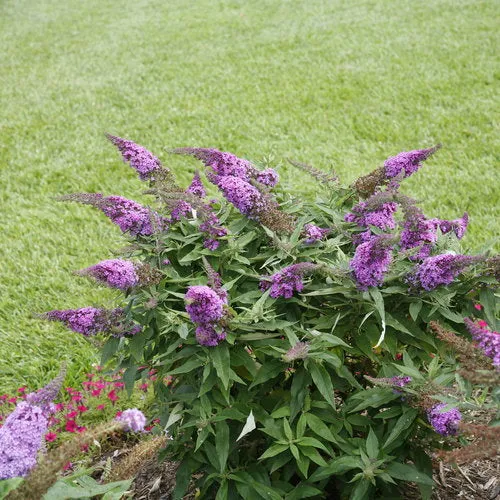 Buddleia Pugster® 'Periwinkle'