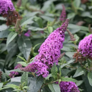 Buddleia Pugster® 'Periwinkle'