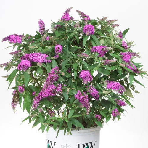 Buddleia Pugster® 'Periwinkle'