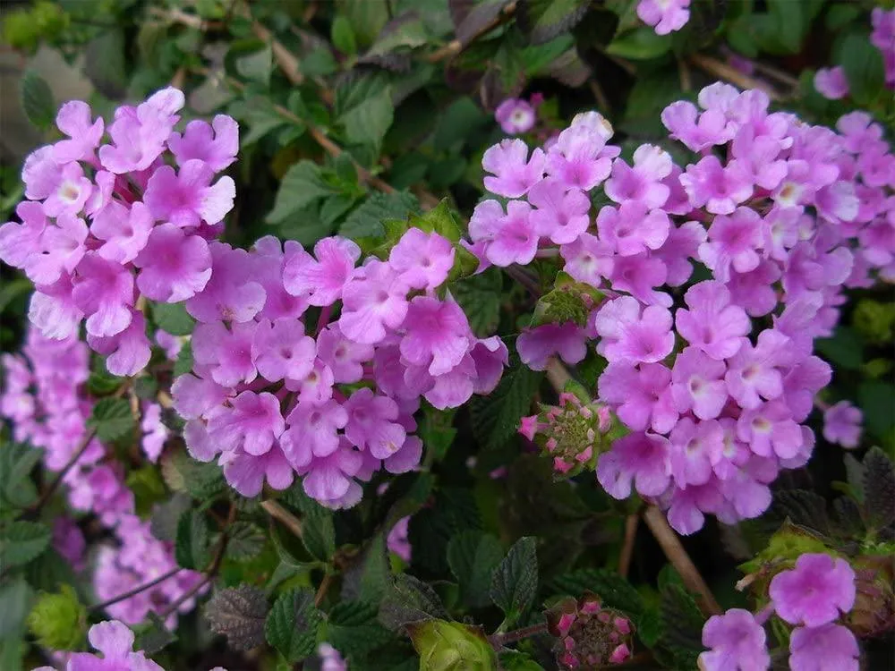 Buy Beautiful Lavender Lantana Camara Plants Online