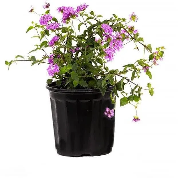 Buy Beautiful Lavender Lantana Camara Plants Online