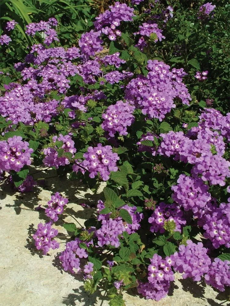 Buy Beautiful Lavender Lantana Camara Plants Online