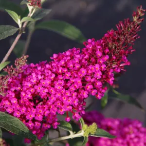 Buzz Hot Raspberry Butterfly Bush