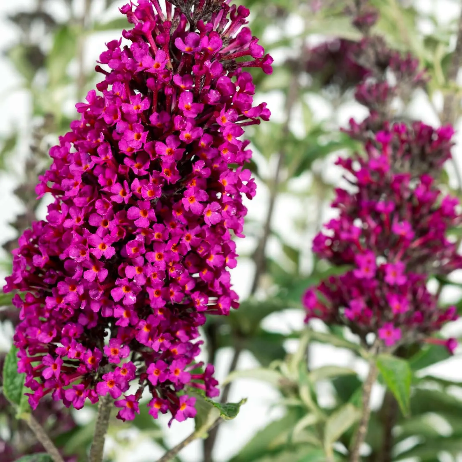 Buzz Hot Raspberry Butterfly Bush