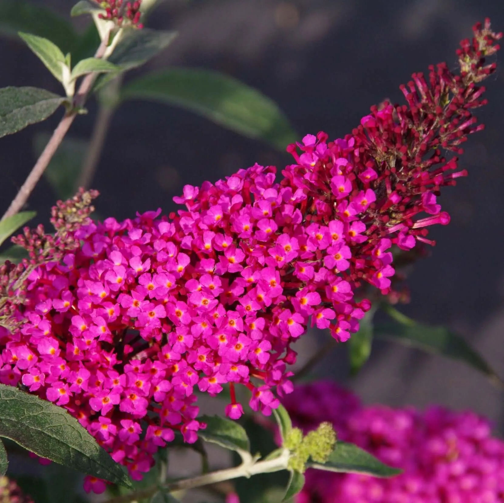 Buzz Hot Raspberry Butterfly Bush