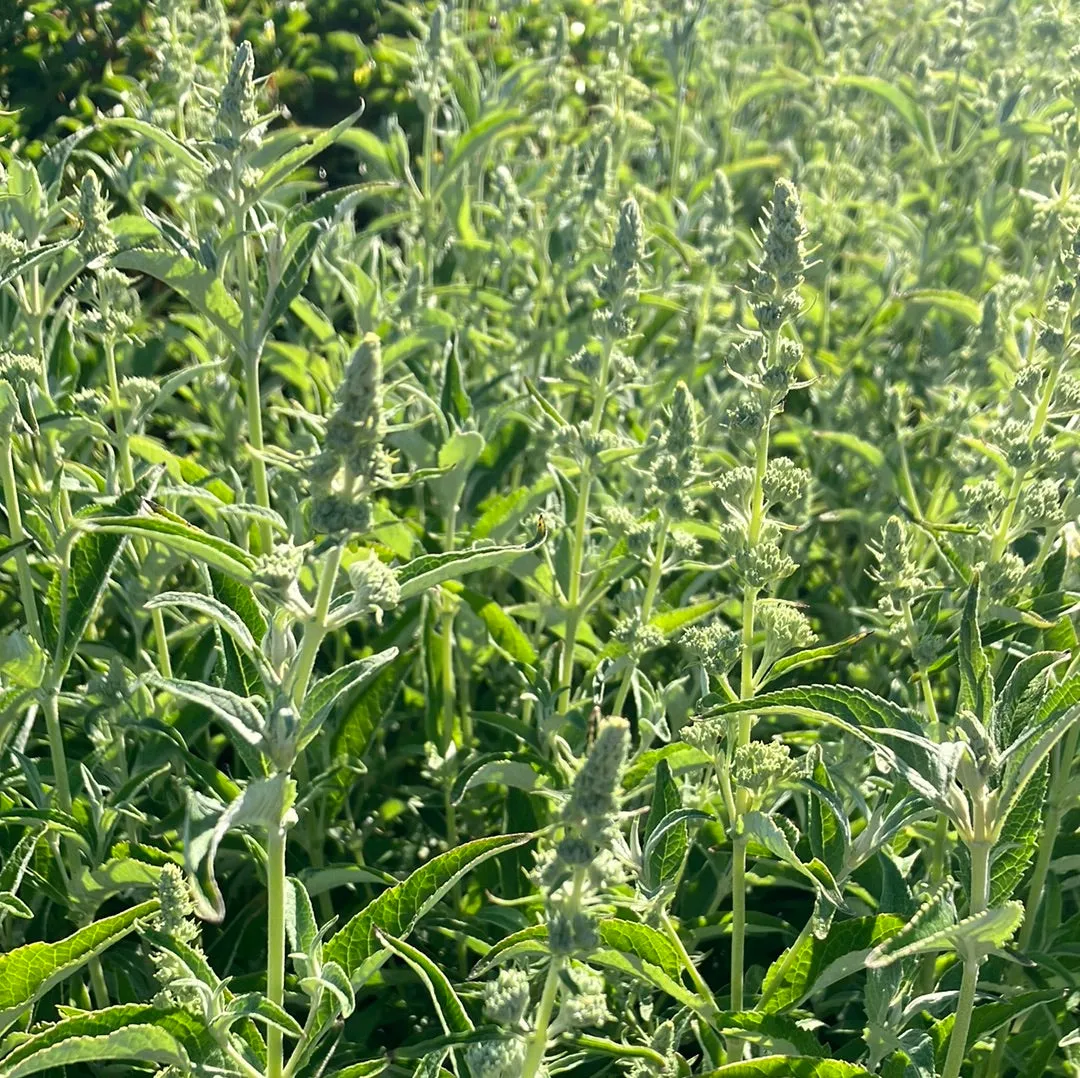 Buzz® Ivory Butterfly Bush