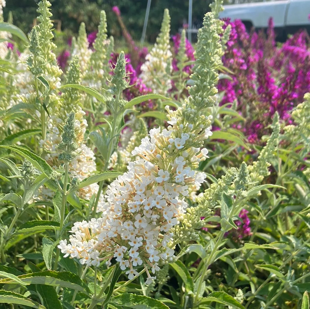 Buzz® Ivory Butterfly Bush