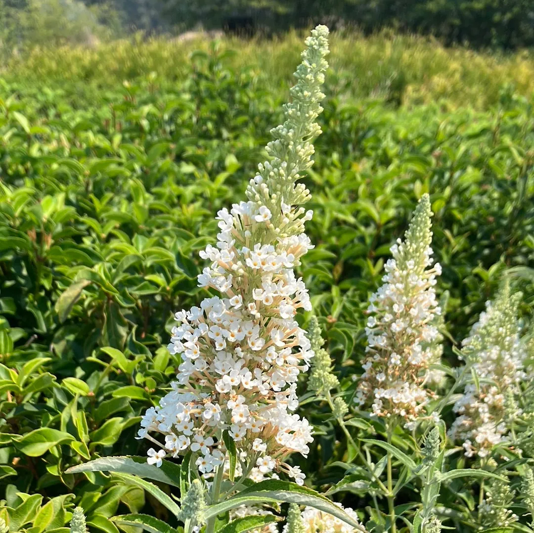 Buzz® Ivory Butterfly Bush