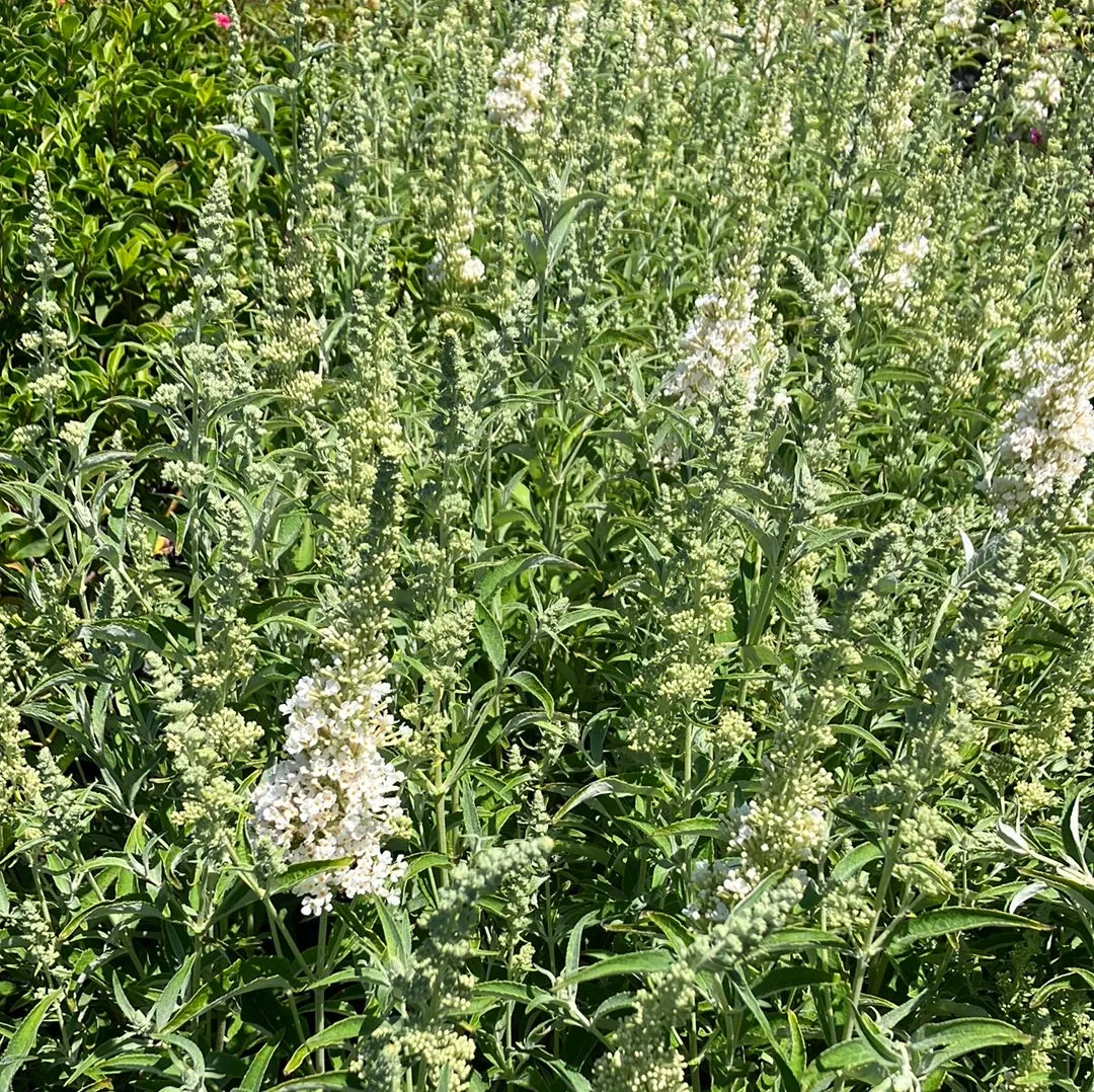 Buzz® Ivory Butterfly Bush