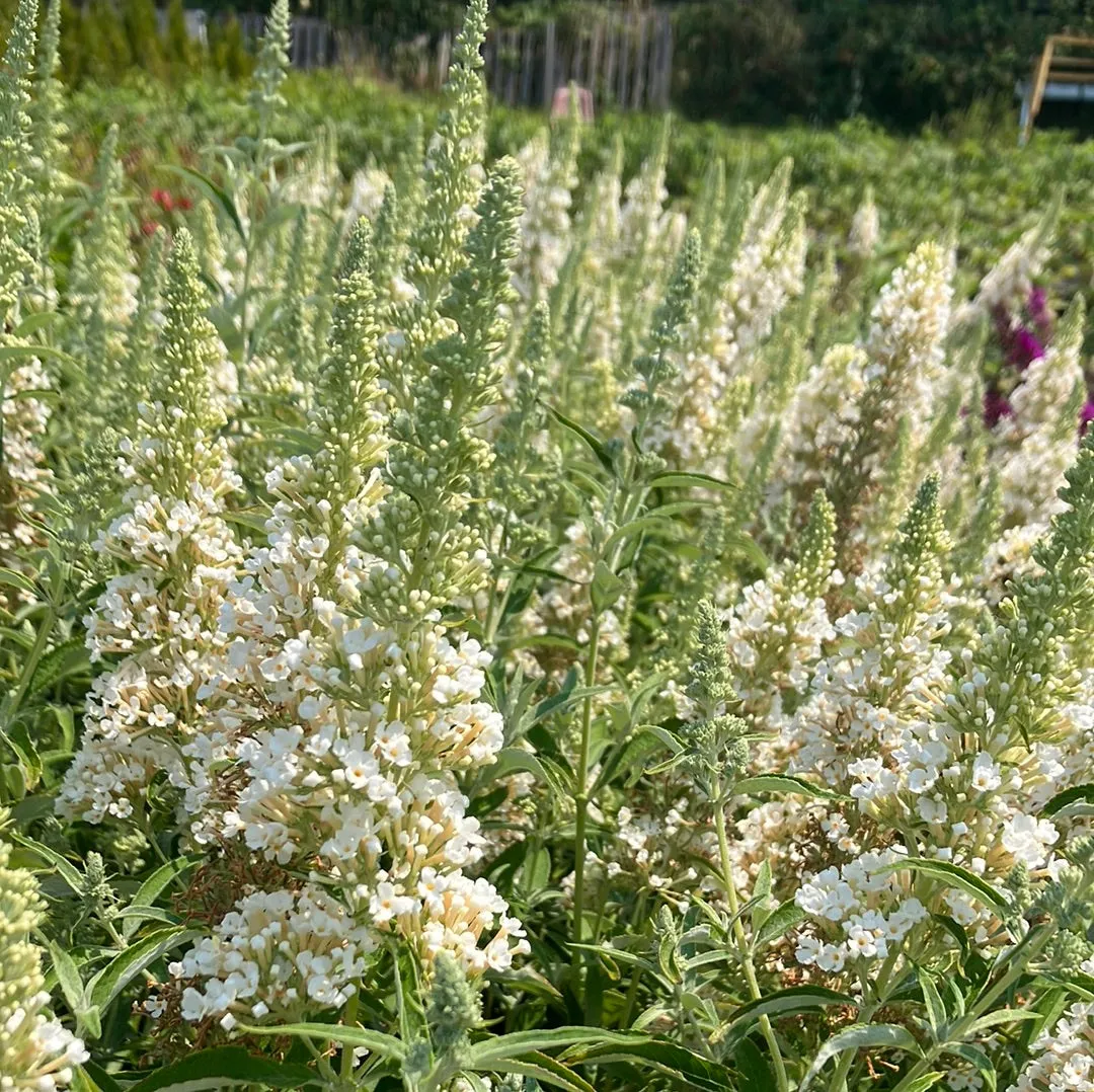 Buzz® Ivory Butterfly Bush