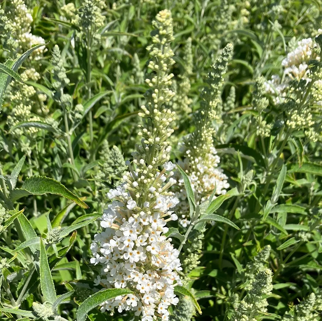 Buzz® Ivory Butterfly Bush