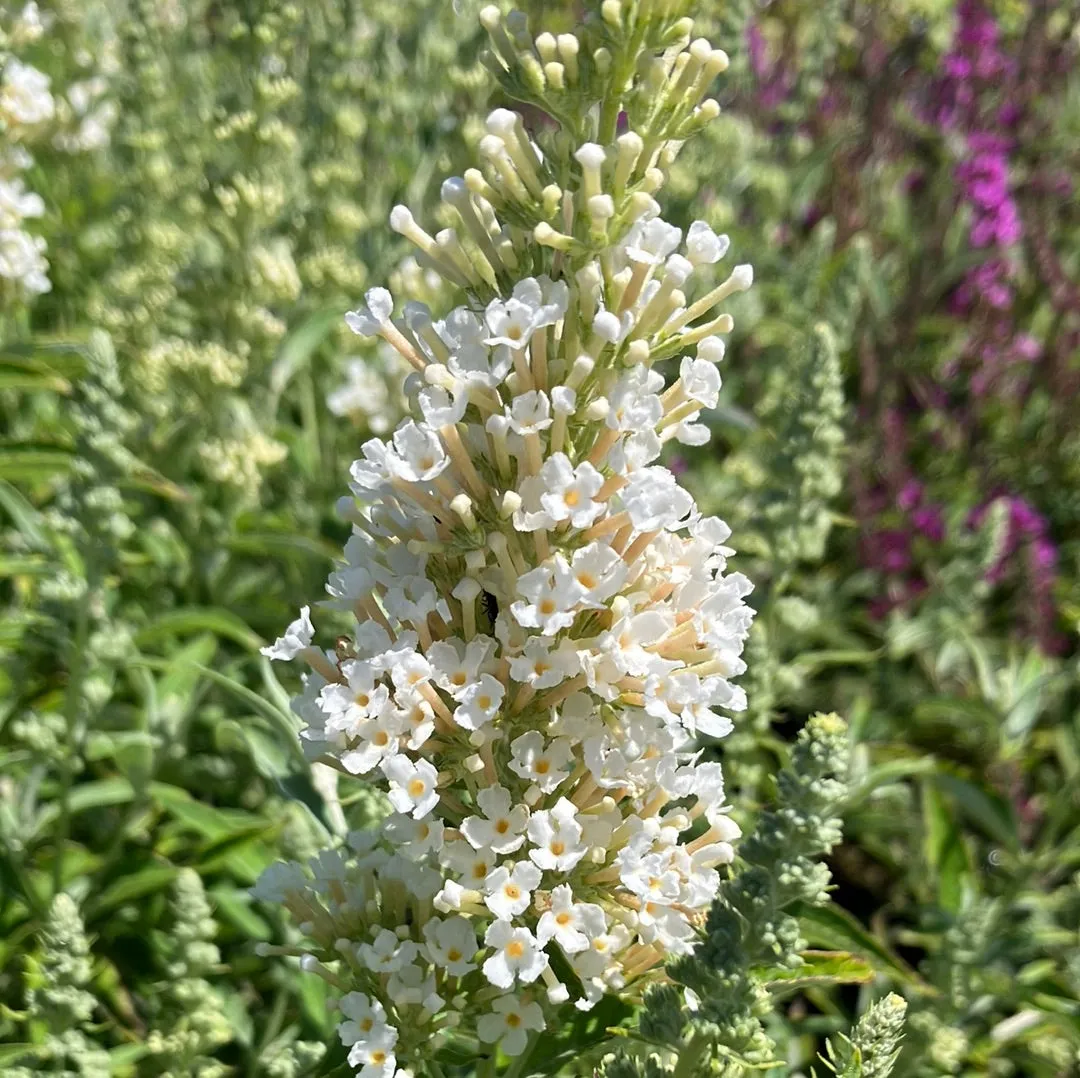 Buzz® Ivory Butterfly Bush