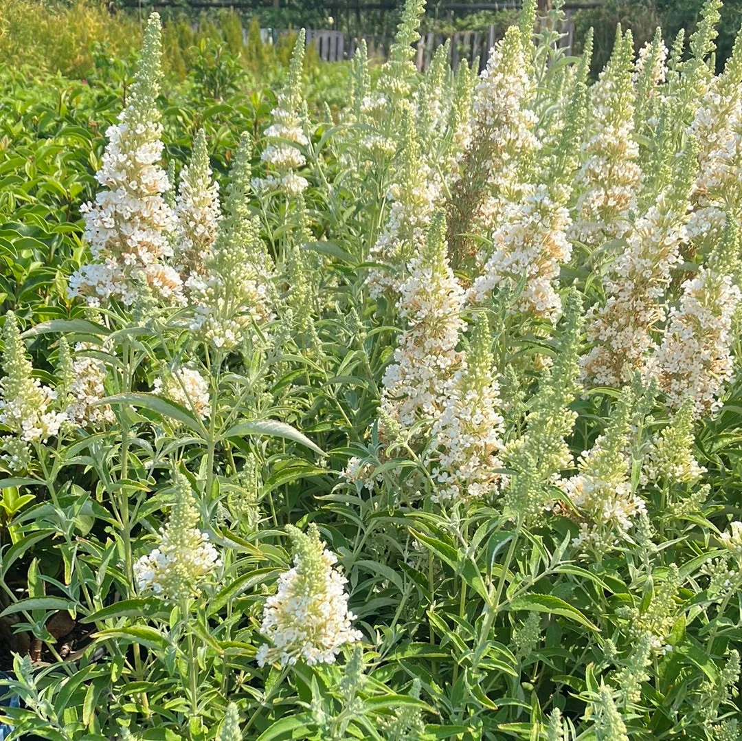 Buzz® Ivory Butterfly Bush