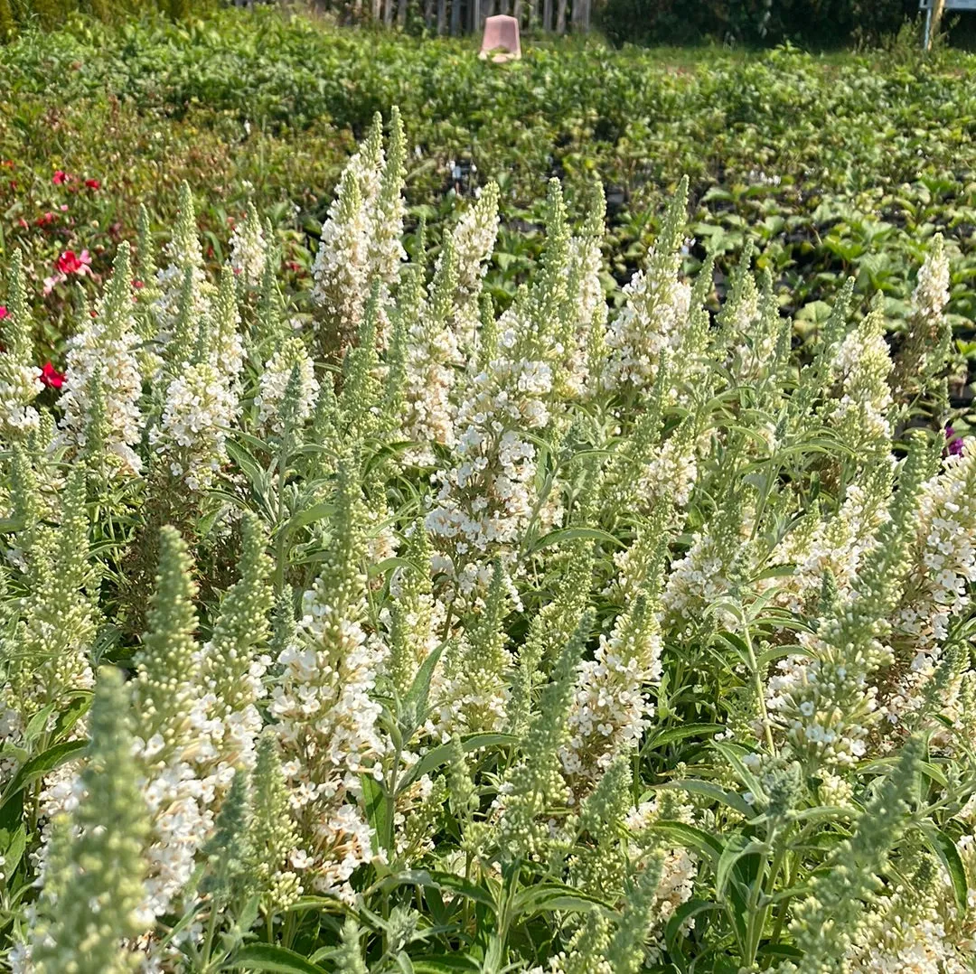 Buzz® Ivory Butterfly Bush