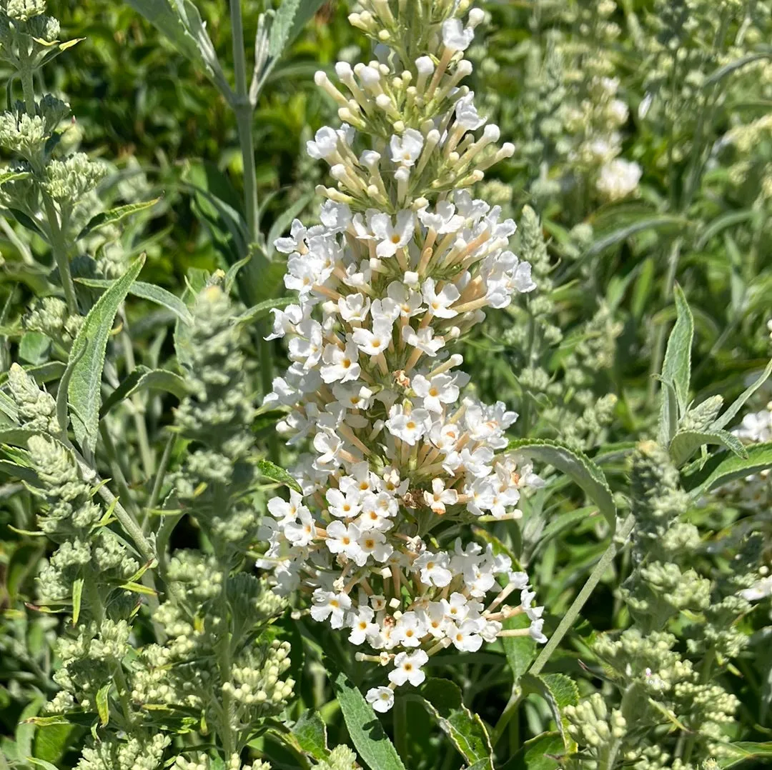 Buzz® Ivory Butterfly Bush