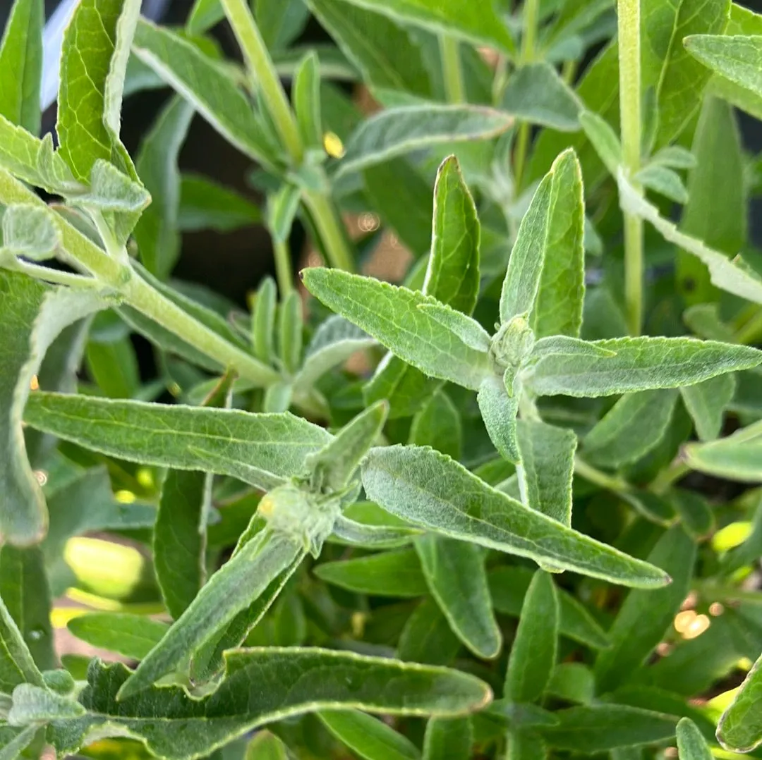 Buzz® Ivory Butterfly Bush