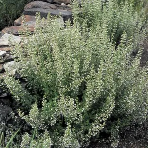 Calamint