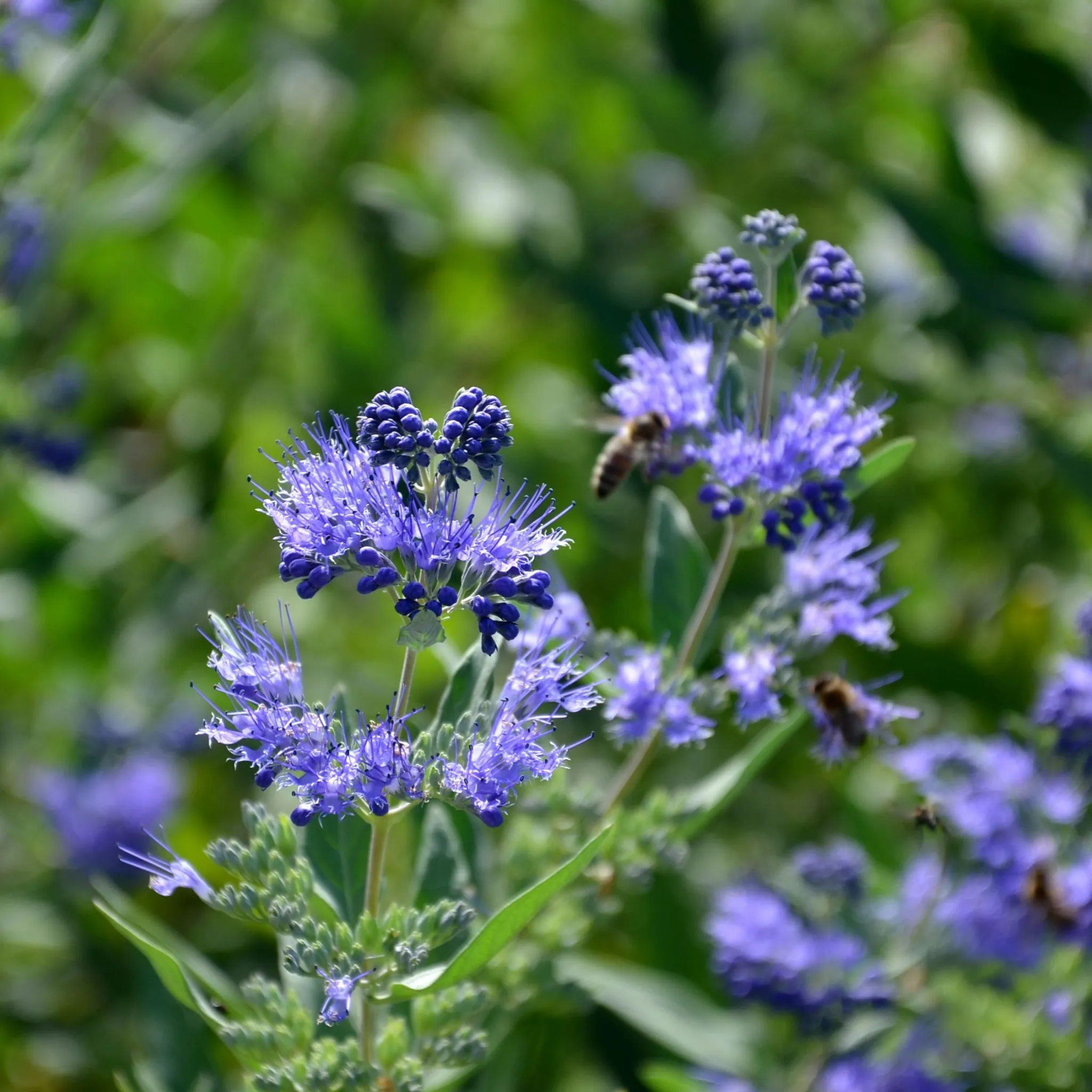 Caryopteris 'Heavenly Blue' 2L