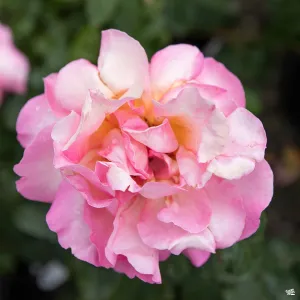 Chicago Peace&#174; Rose Bareroot