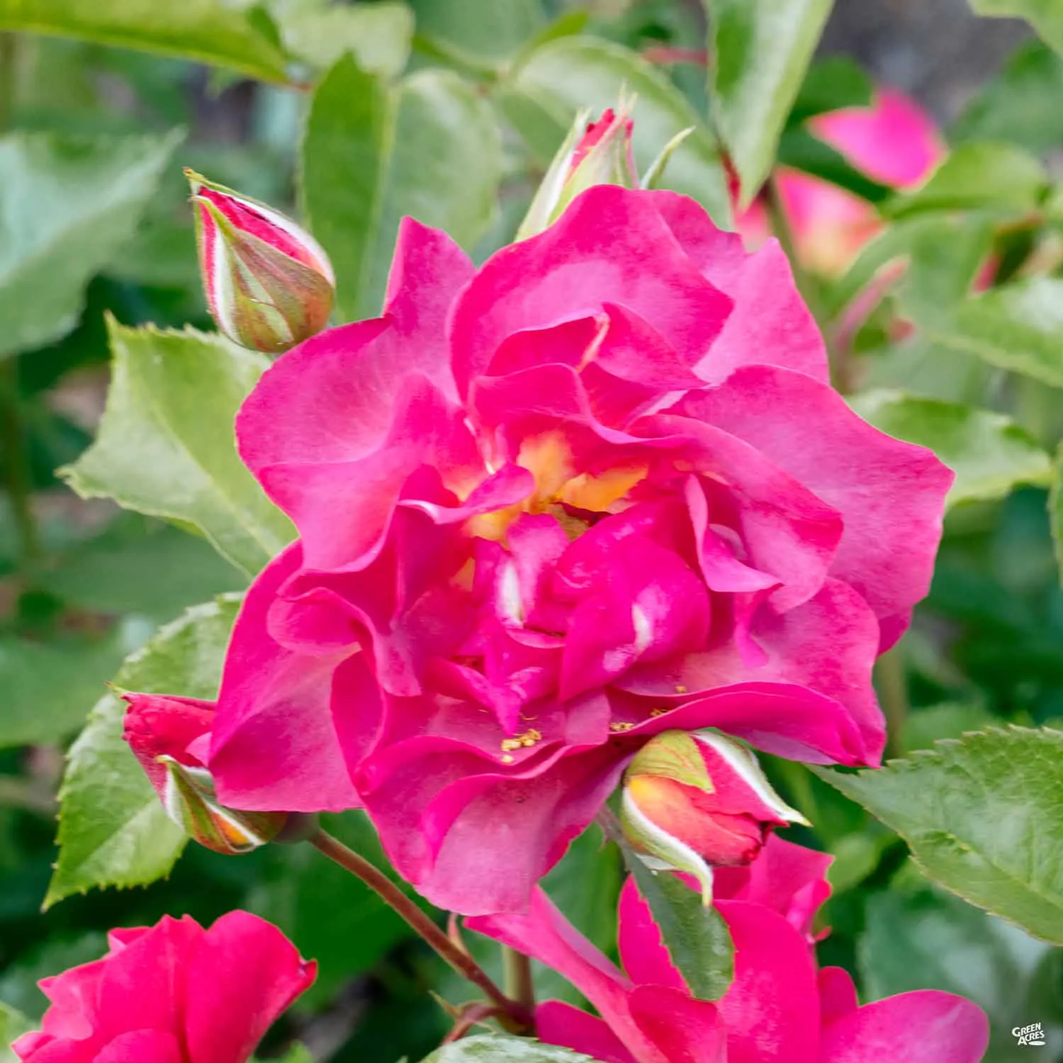 Cinco de Mayo&#8482; Rose Bareroot