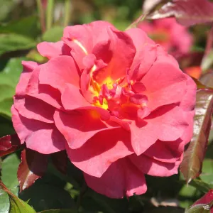 Cinco de Mayo&#8482; Rose Bareroot