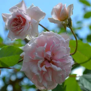 Climbing 'Cecile Brunner' Rose (Rosa x chinensis cv.)