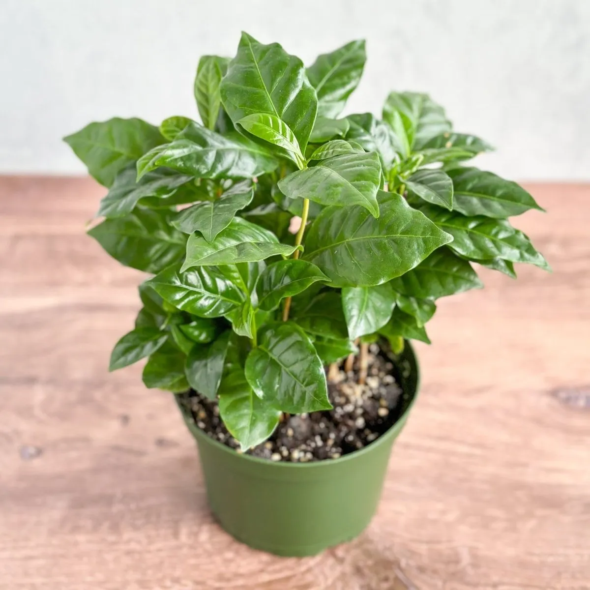 Coffea Arabica - ‘Coffee Plant’ - Various Sizes