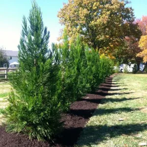 Cryptomeria Radicans