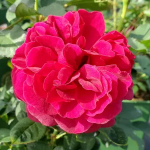 Darcey Bussell English Rose