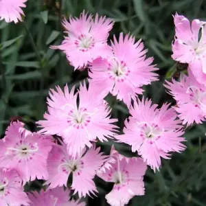 Dianthus Bath’s Pink