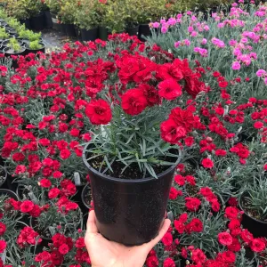 Dianthus Early Bird™ Radiance