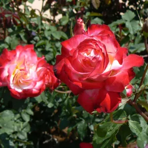 Double Delight Rose Bush