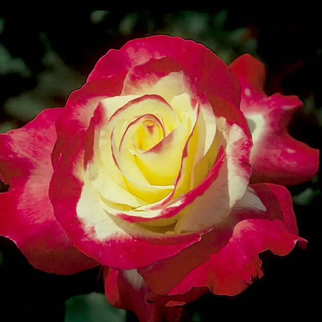 Double Delight Rose Bush