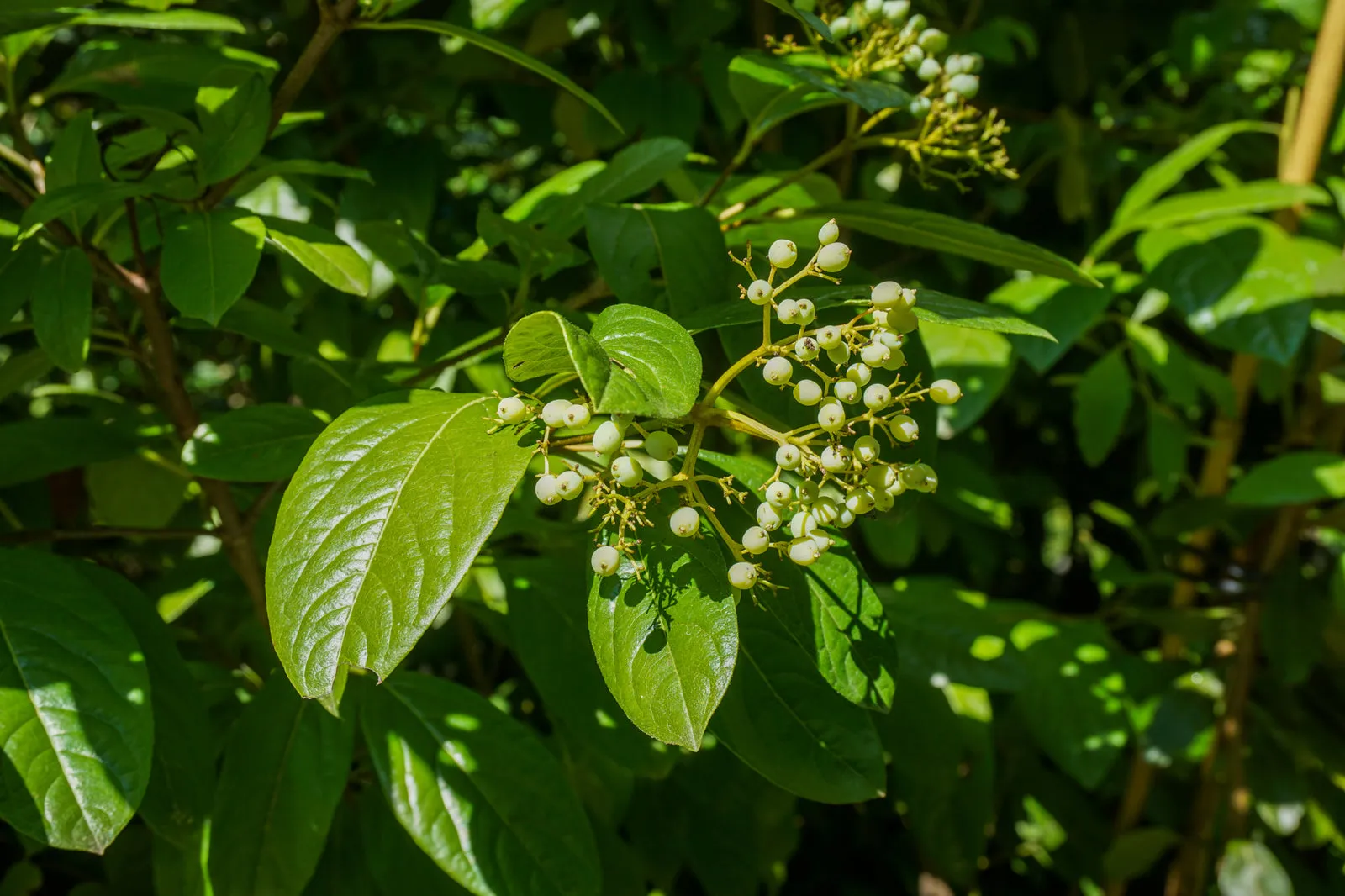 Dwarf Red Twig Dogwood - Cornus sericea 'Farrow' Arctic Fire®