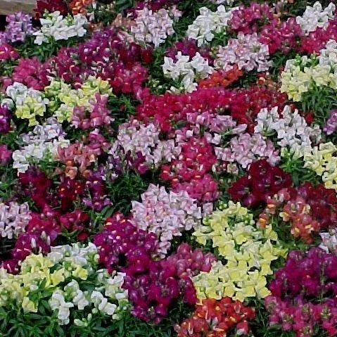 Dwarf Snap Dragon | The Compact and Colorful Antirrhinum Majus Dwarf Variety