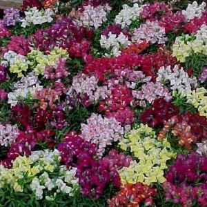 Dwarf Snap Dragon | The Compact and Colorful Antirrhinum Majus Dwarf Variety