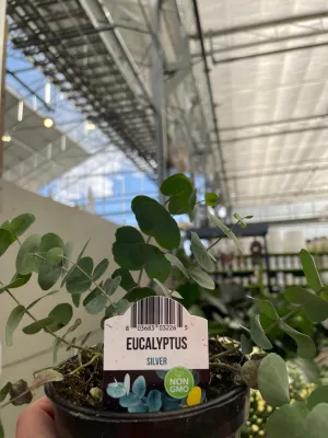 Eucalyptus Potted Live