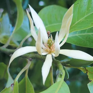 Experience the Fragrant Beauty of Michelia White Flowers - Buy Your Tree Today!