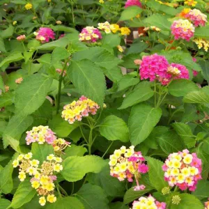 Gorgeous Lantana Camara Plant - Grafted for Sale