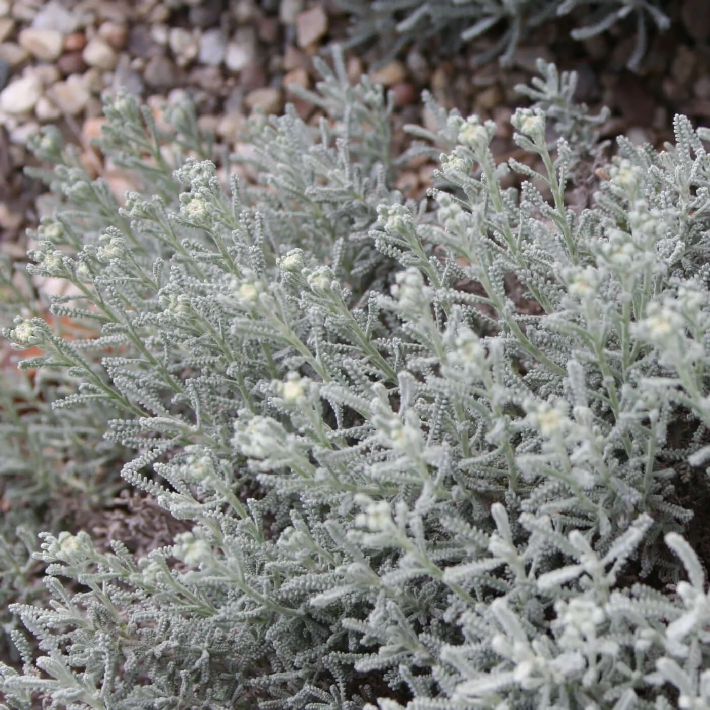 Gray Lavender Cotton