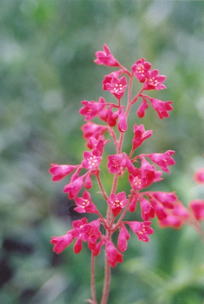 Heuchera sanguinea - Coral Bells 'Firefly'