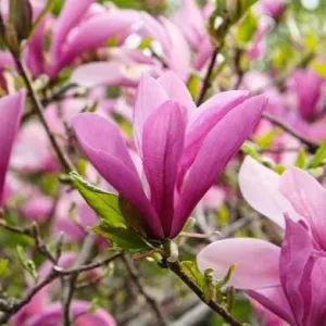 Premium Quality Jane Magnolia Tree for Luxurious Landscaping